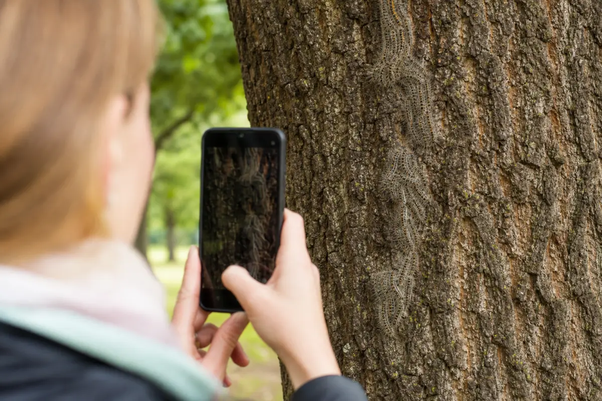 Eichenprozessionsspinner richtig fotografieren und dokumentieren