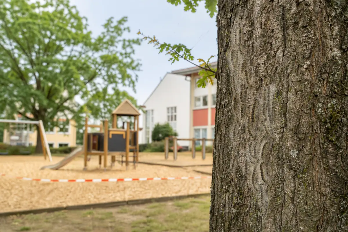 Eichenprozessionsspinner an Schule und Kita: das sollten Eltern wissen