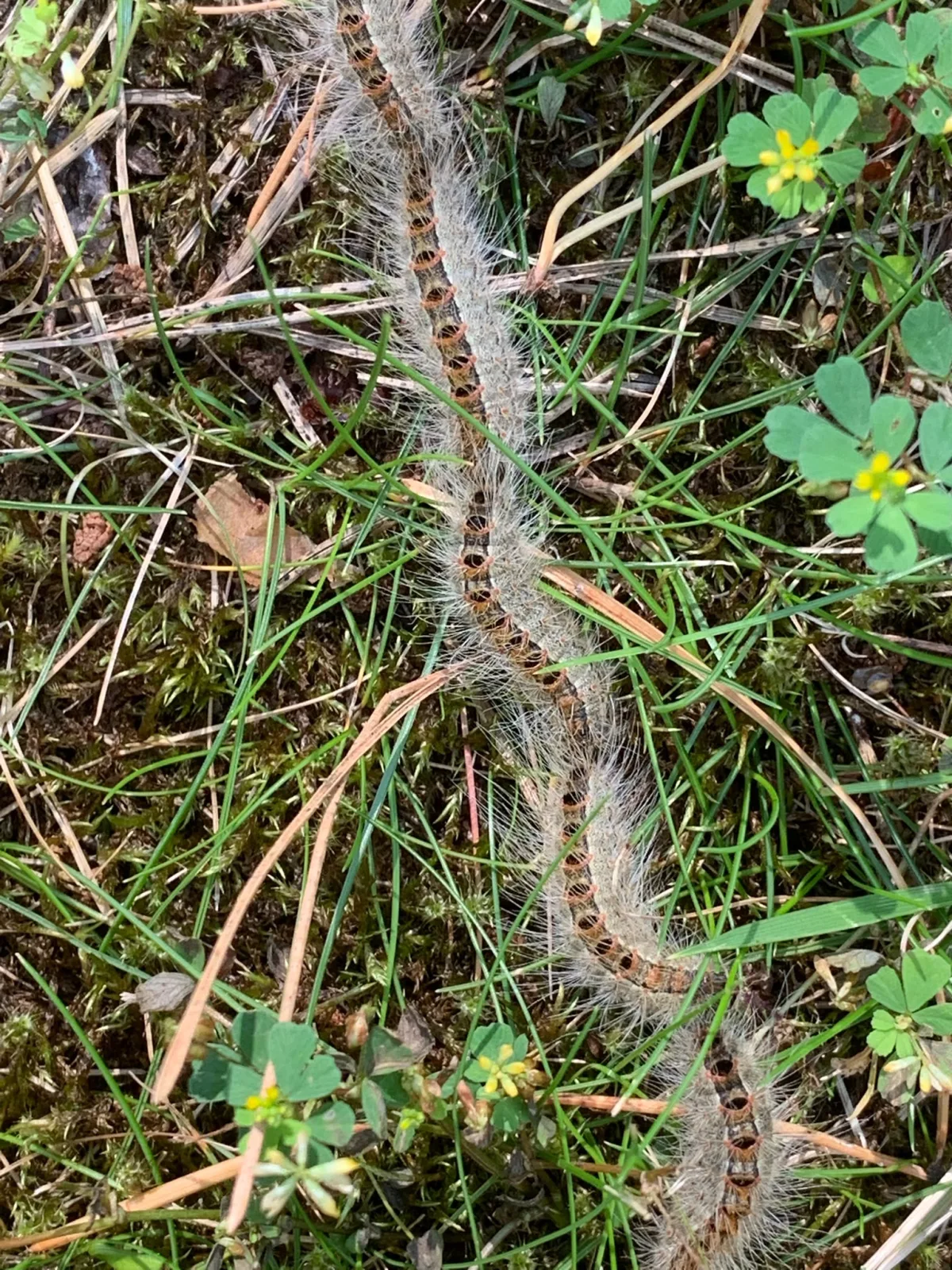 Foto der Sichtung bei Zühlsdorf, Brandenburg