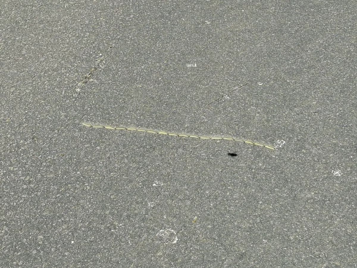Foto der Sichtung bei Neuseddin, Brandenburg